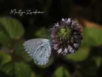 Vlinders [Lepitoptera]